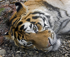 Siberian tiger