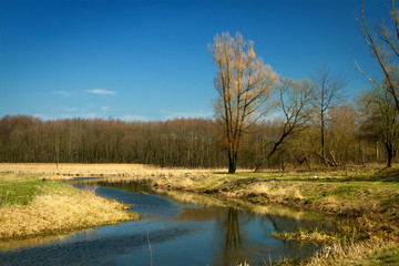 Spring in the parks and forests of Europe