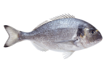 Dorado-Fisch auf weißem Hintergrund