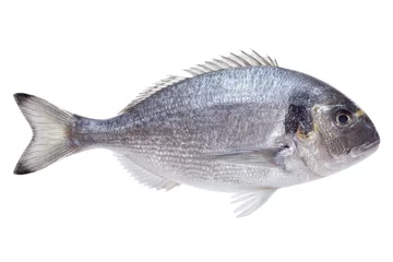 Keuken foto achterwand Vis Dorado vis op witte achtergrond