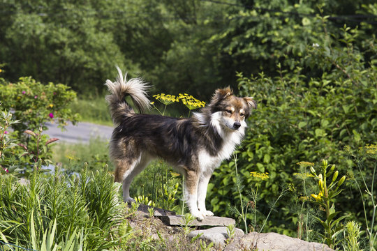 dog standing in the garden