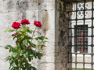 Fototapeta na wymiar Three red roses in front of an old stone wall and grilled window