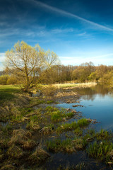 Spring in the parks and forests of Europe