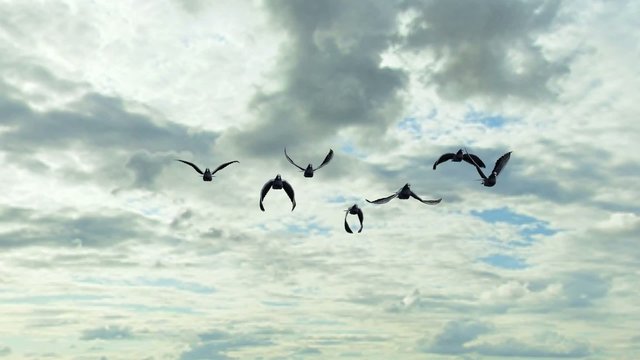 pigeons fly on sky and green screen background