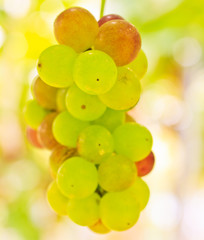 Grapes