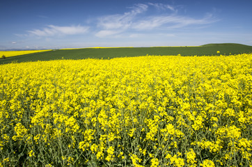 Fototapeta premium Rape field