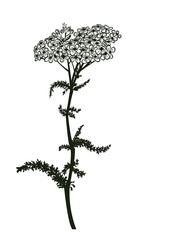 Yarrow 