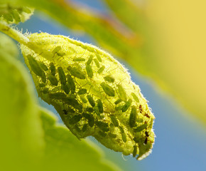 Garden parasites colony on a grean leaf