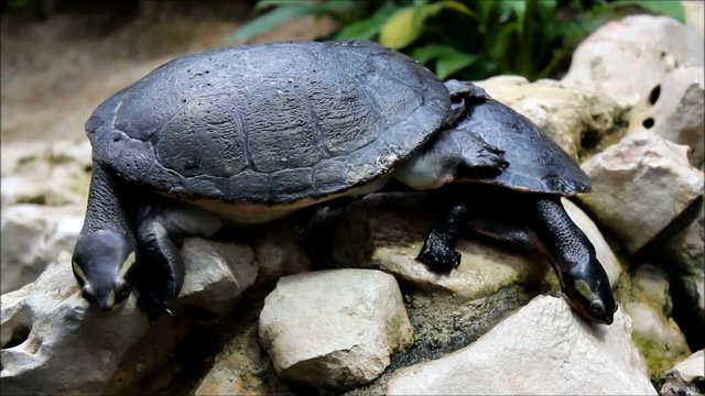Rotbauch Spitzkopfschildkr&ouml;te Emydura australis