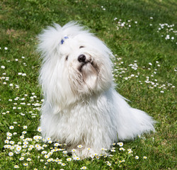 Bilder und Videos suchen: baumwollhund