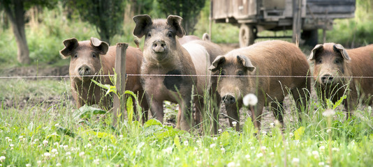Glücksschweine auf der Weide