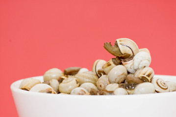 Bowl of snails in garlic, typical plate of Spain and France