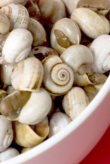 Bowl of snails in garlic, typical plate of Spain and France