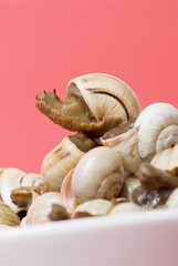 Bowl of snails in garlic, typical plate of Spain and France
