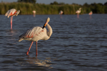 Fenicotteri