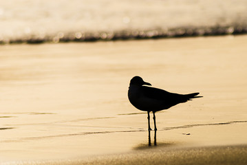 Sillouette of a seagull standing in the waterline at the beach i