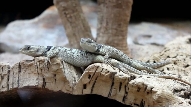 Blauer Stachelleguan Sceloporus serrifer cyanogenys