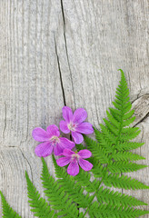 Fern leaf and violet flowers on the old wood