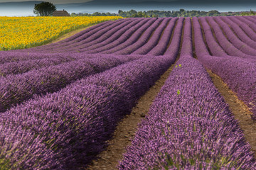 Lavanda e girasoli