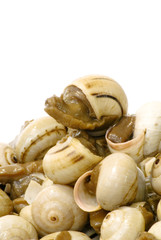 Bowl of snails in garlic, typical plate of Spain and France