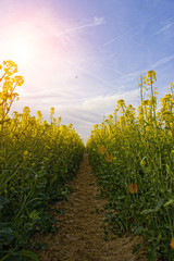 Sun light over a french colza field