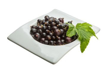 Black currant