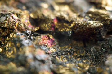 Golden background, rather unique macro photo