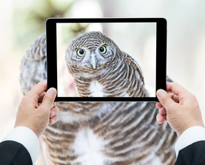 Businessman hands tablet taking pictures close up of an owl