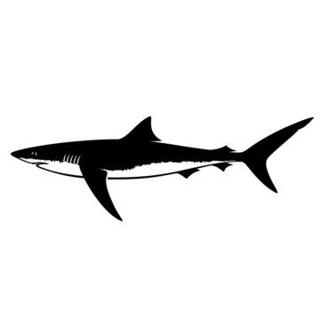 Blue Shark Silhouette Isolated on White
