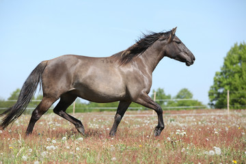Fototapeta na wymiar Amazing brown sport pony running on pasturage