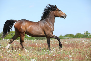 Amazing brown sport pony running on pasturage