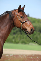 Nice brown horse with show halter, looking at you