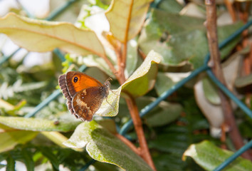 Papillon Myrtil - Maniola jurtina - posé sur une branche