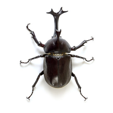 Rhinoceros beetle, white background
