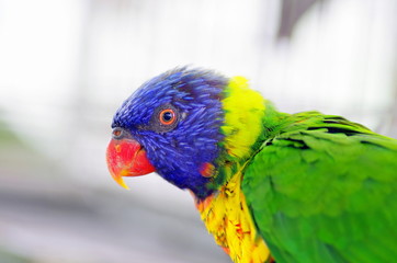鳥
