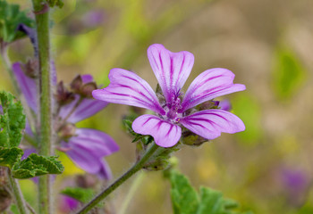 Mauve des bois - Molva sylvestris - en fleurs