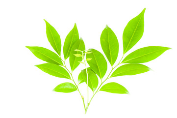 Obraz premium Leaf isolated on white