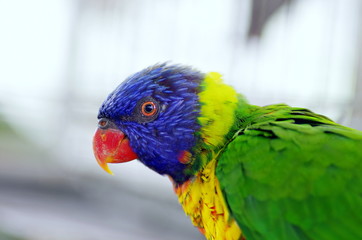 鳥