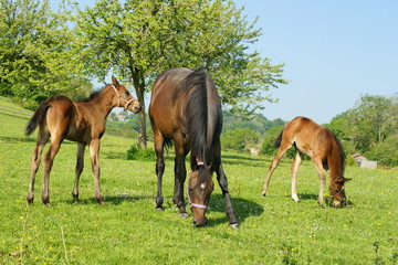 animal cheval 15