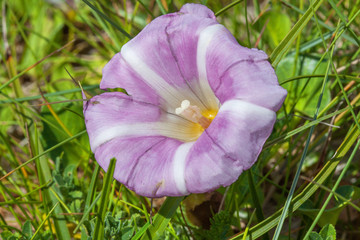 Liseron de mer - calystegia soldanella - sur les dunes
