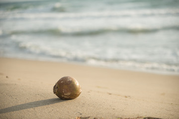 砂浜とヤシの実