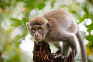 Wild monkey looking to camera