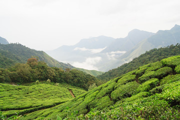 Fototapeta na wymiar Tea fields and mountains in munnar