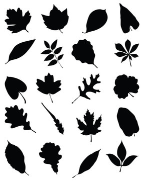 Black silhouettes of foliage on a white background, vector