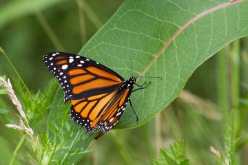 Monarch Butterfly
