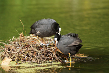 Eurasian Coot, Coot, Fulica atra