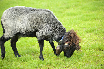 Beautiful short grey sheep grazing grass