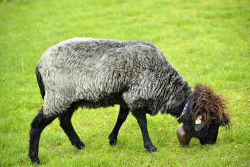 Beautiful short grey sheep grazing grass