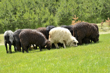 Herd of cute sheep on meadow in the mountains