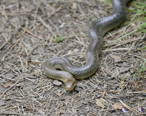 Aesculapian snake in its natural habitat